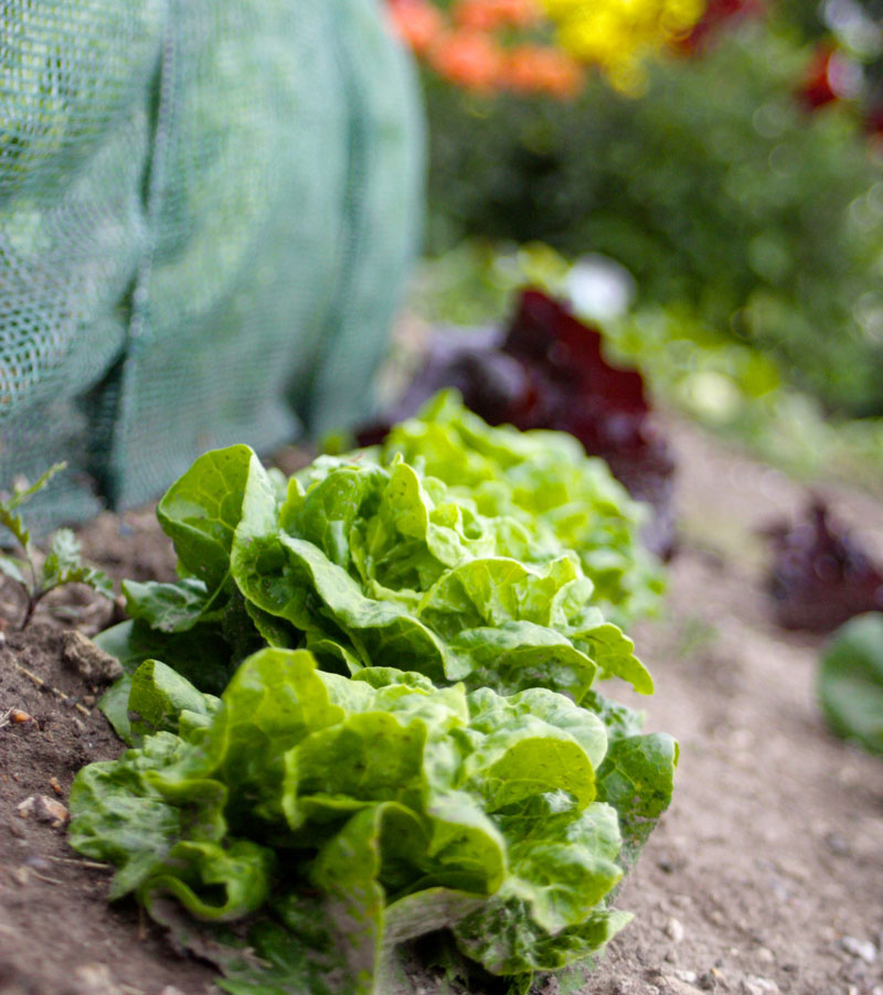 farm 21