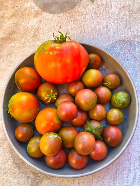 Cosecha de tomates en el Huerto Natural