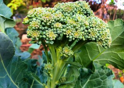 Cabeza de brócoli cultivado en agricultura ecológica y orgánica