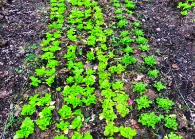 Huerto natural_que hortalizas y verduras cultivar en invierno