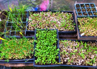 Brotes de girasol y rabanitos. Semillas de hortalizas ecológicas y orgánicas