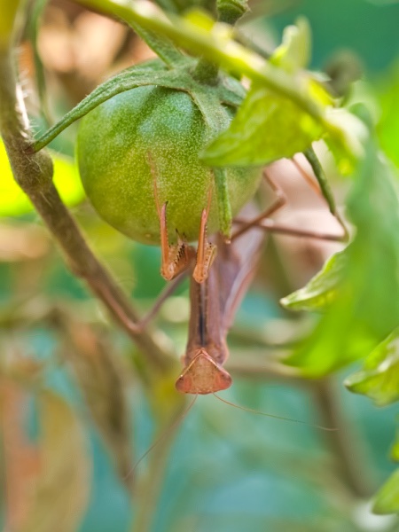 Mantis religiosa protegiendo un tomate