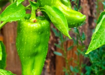 Pimientos ecológicos y orgánicos bajo la lluvia