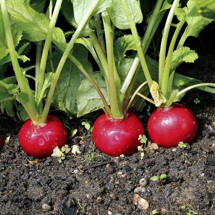Rabanitos organicos en la tierra, listos para cosechar