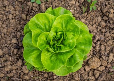 Natuhuerto Lechuga creciendo en el suelo