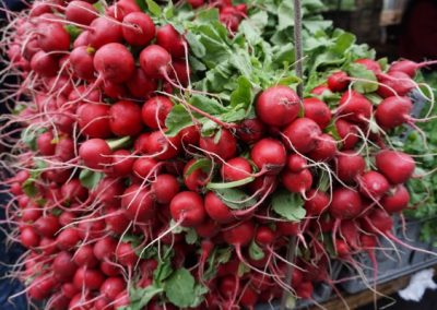 Natuhuerto Manojos de rabanitos listos para su venta