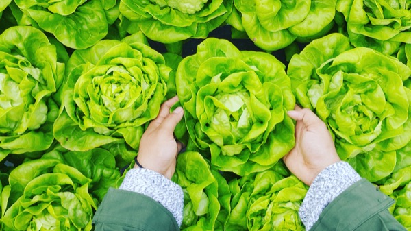 Cultivar Lechugas naturales, orgánicas y ecológicas en tu casa. Guía de cultivo desde la siembra hasta la cosecha
