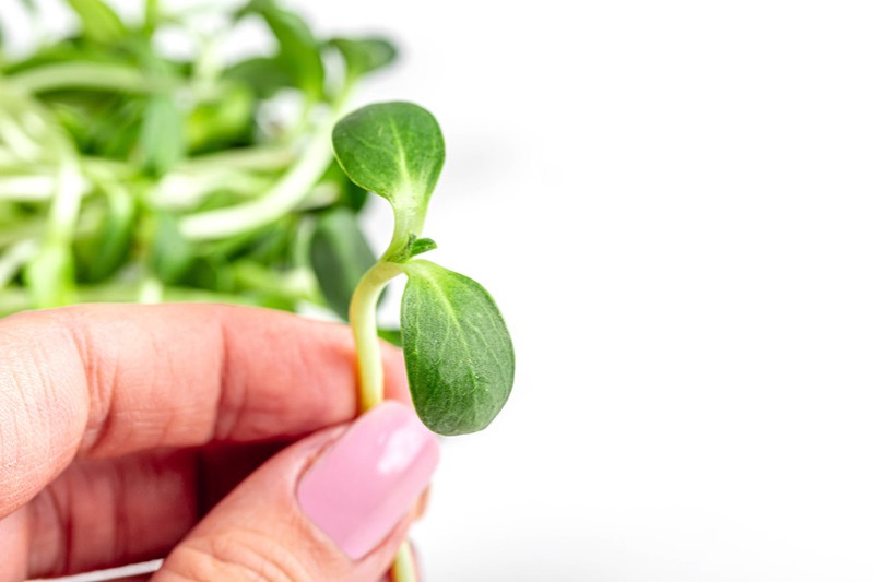 Natuhuerto_Microgreen girasol en mano Natuhuerto Microgreen girasol en mano