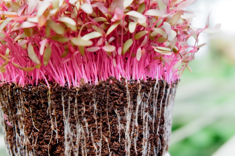 Natuhuerto Microgreens Remolacha detalle con sustrato