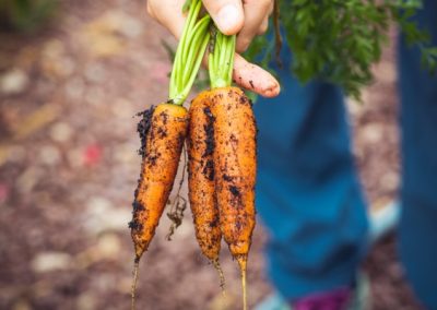 Natuhuerto Zanahorias con tierra