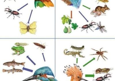 Natuhuerto Aves beneficiosas